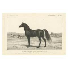 Antique Lithograph of an Arabian Horse