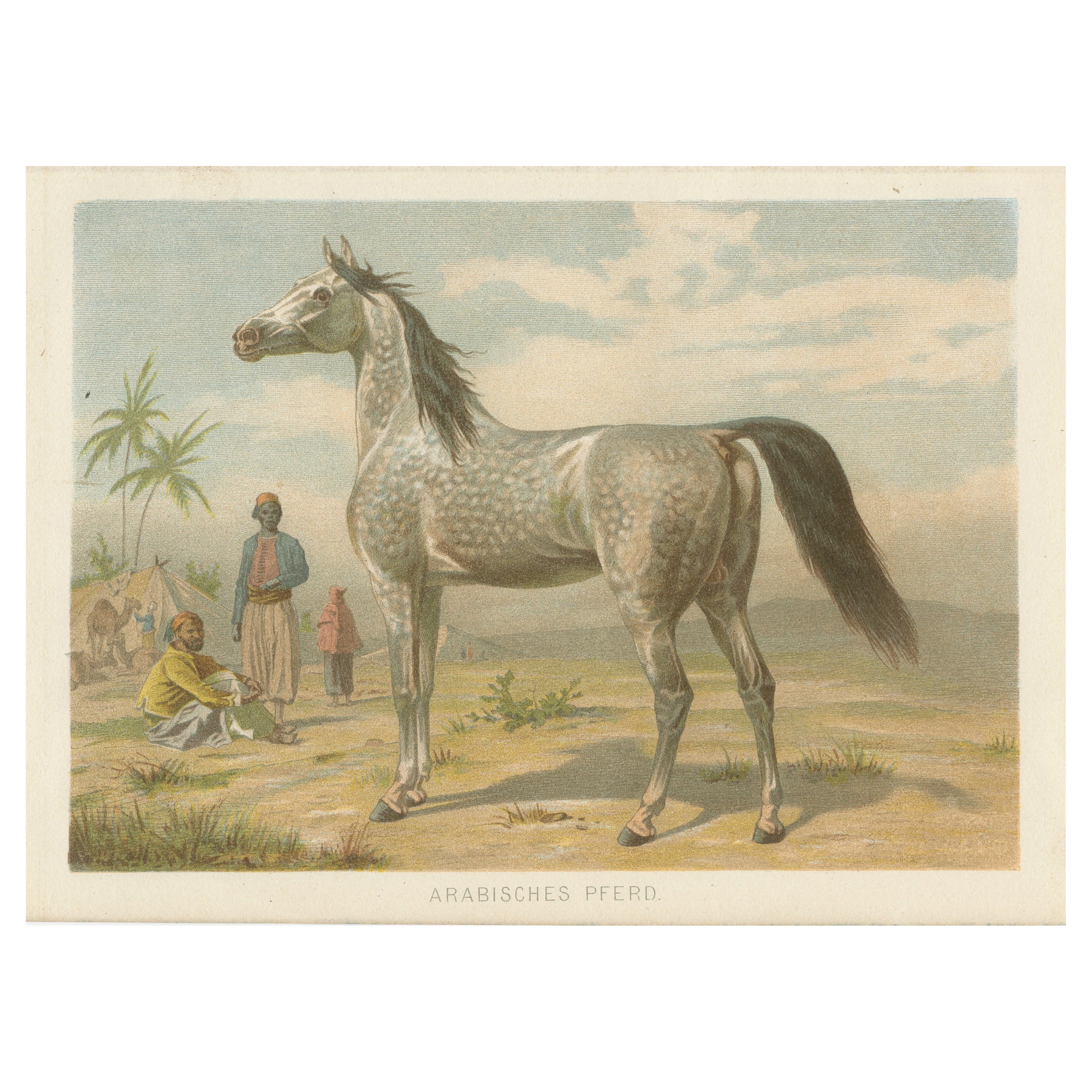 Chromolithographie d'un cheval arabe
