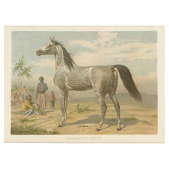 Antique Chromolithograph of an Arabian Horse