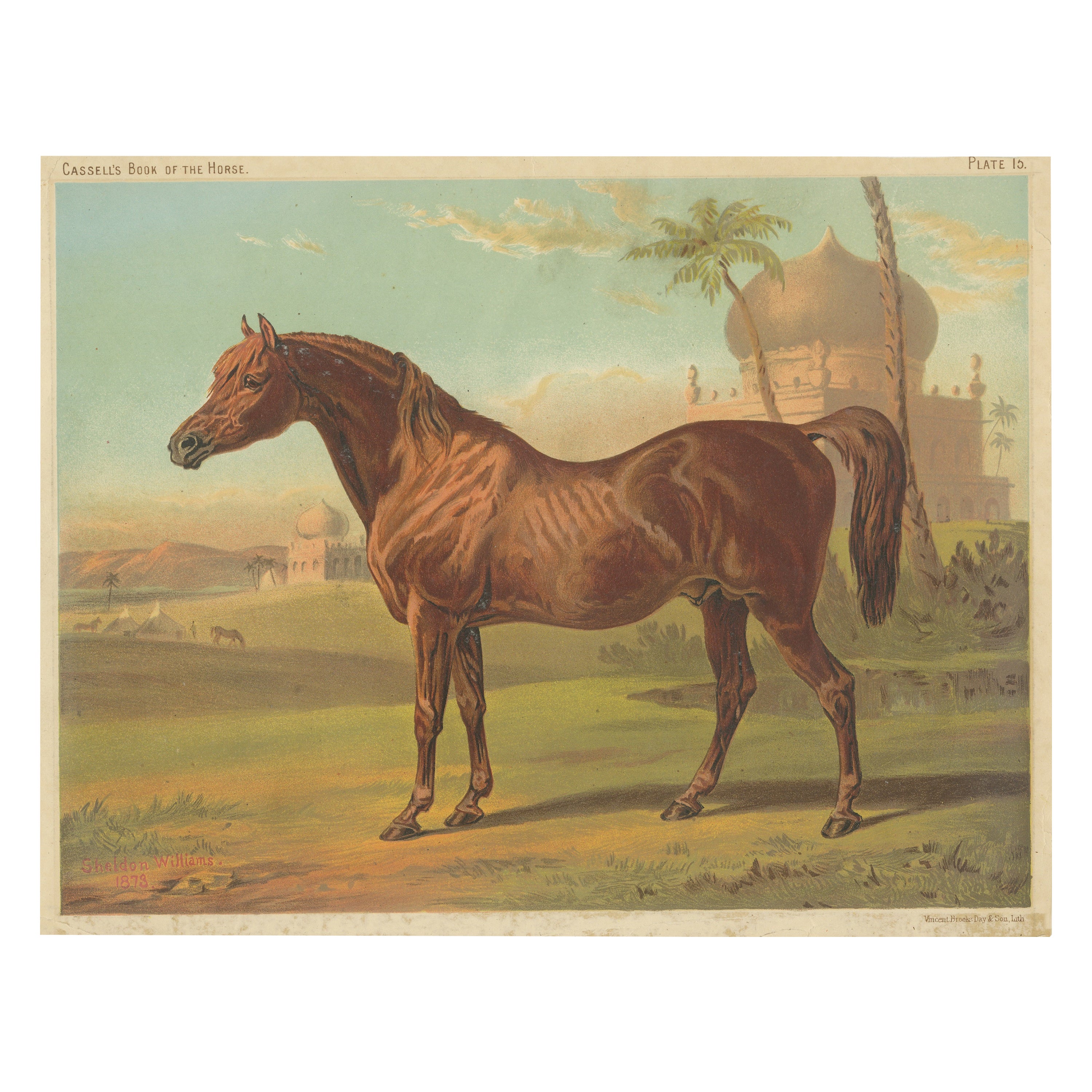 Stampa antica del cavallo Goldie, arabo di alta classe