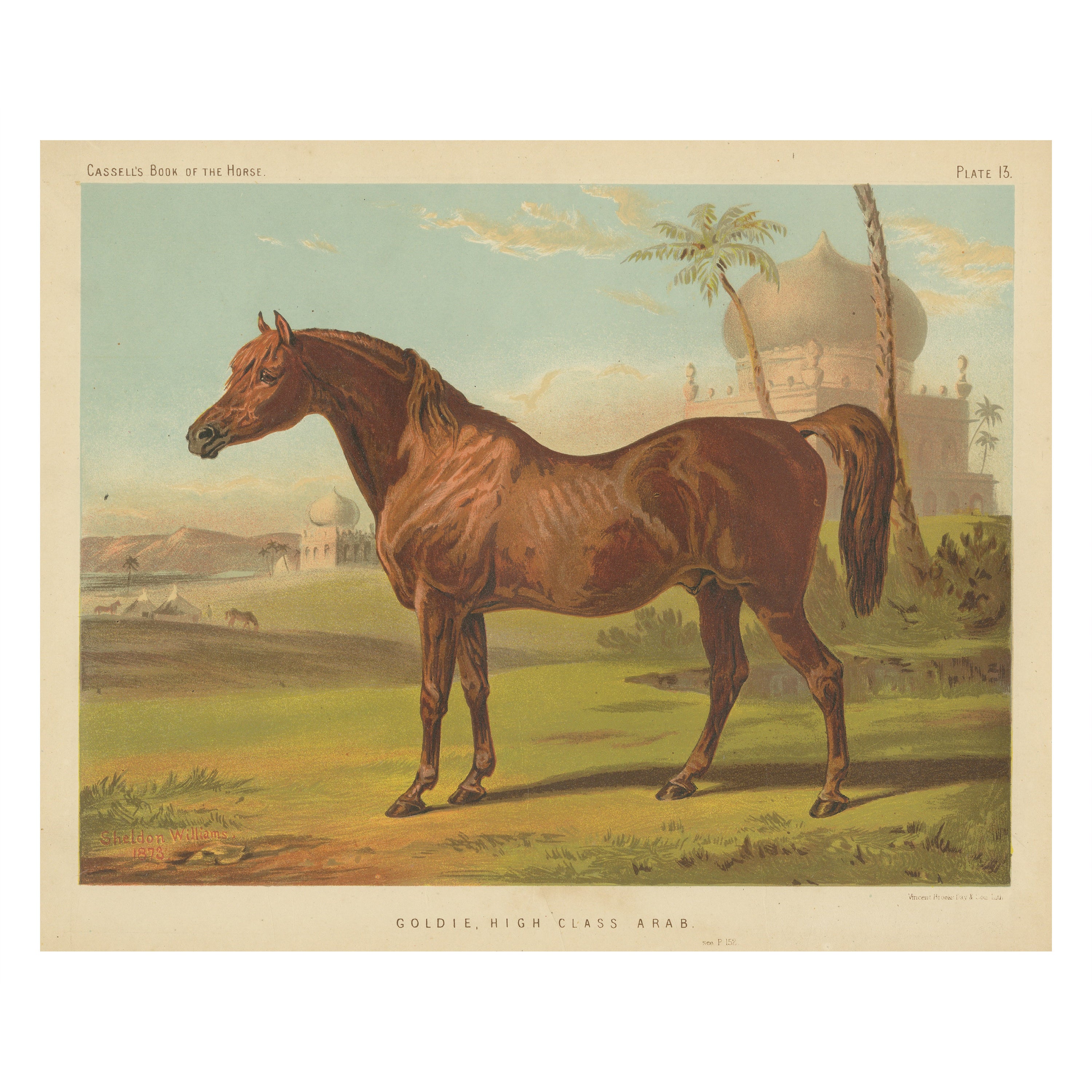 Chromolithographie ancienne d'ortie, cheval arabe de haute classe