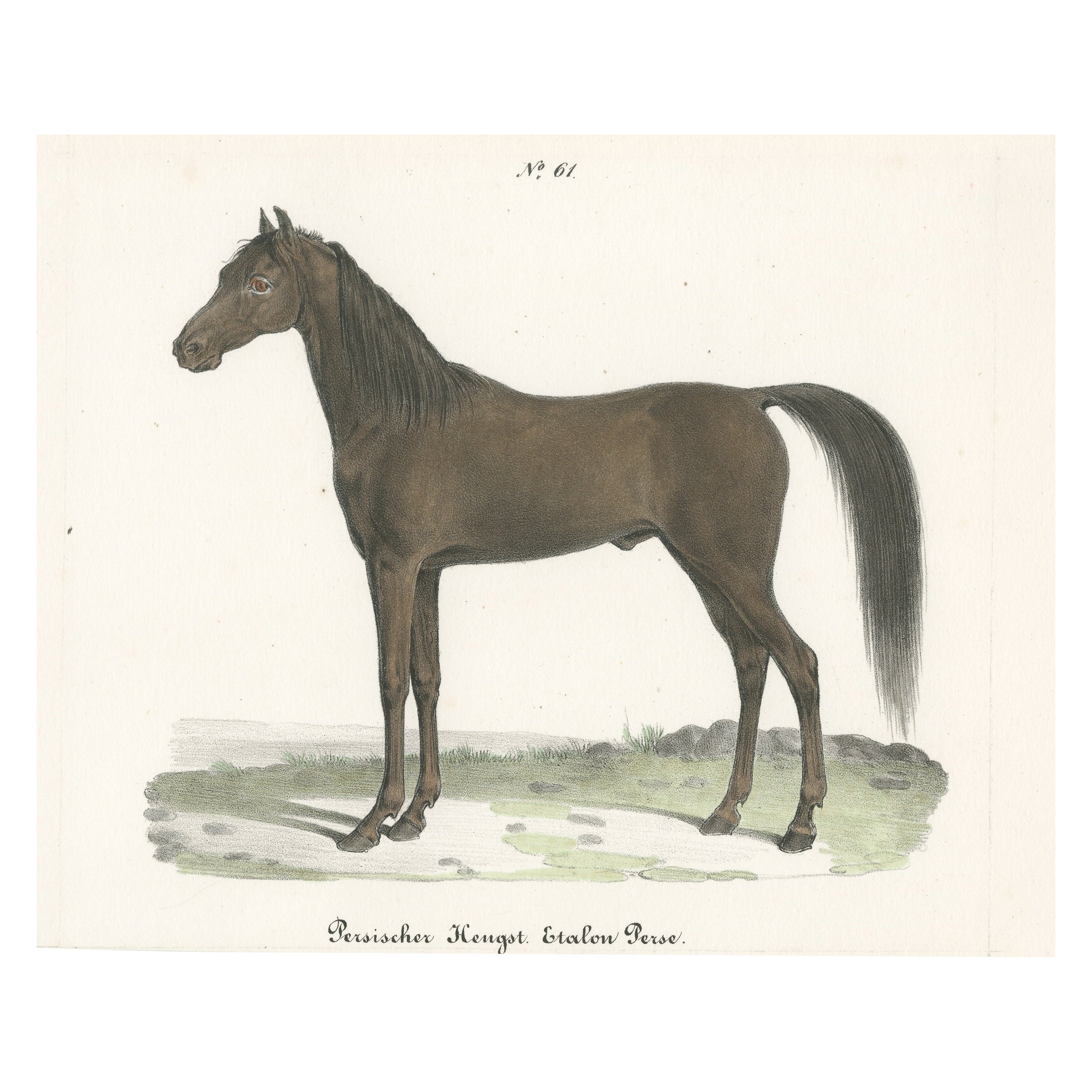 Antique Horse Print of a Persian Stallion For Sale