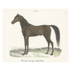 Antique Horse Print of a Persian Stallion