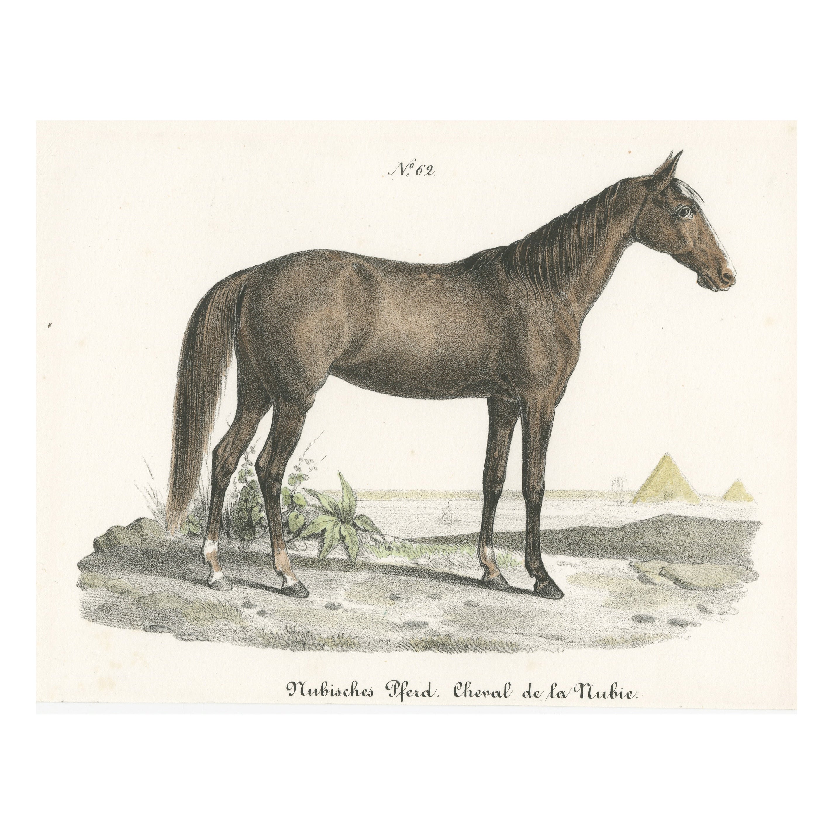 Antique Horse Print of a Nubian Horse For Sale