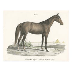 Antique Horse Print of a Nubian Horse
