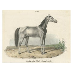 Antique Horse Print of a Barbary Horse