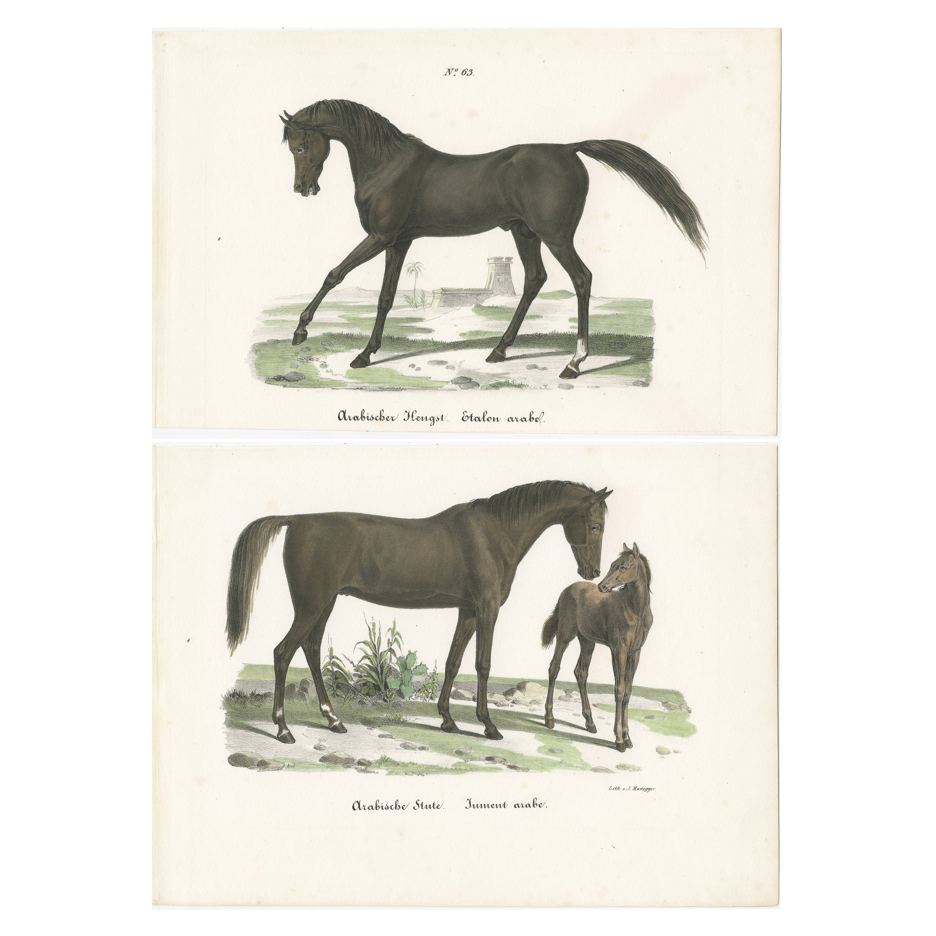Set von 2 antiken Pferdedrucken des arabischen Pferdes