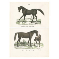Set of 2 Antique Horse Prints of the Arabian Horse
