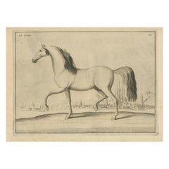Antique Print of a Turkish Horse, Le Turc