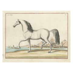 Hand-Colored Antique Print of a Turkish Horse: Le Turc