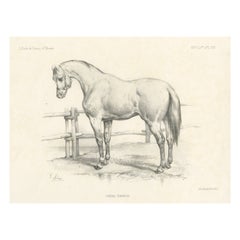 Antique Print of a Navarrin Horse