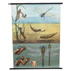Jung Koch Quentell Vintage Mural Rollable Wall Chart Blue Dragonfly Poster