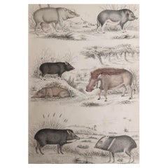 Large Original Antique Natural History Print, Pigs / Hogs, circa 1835