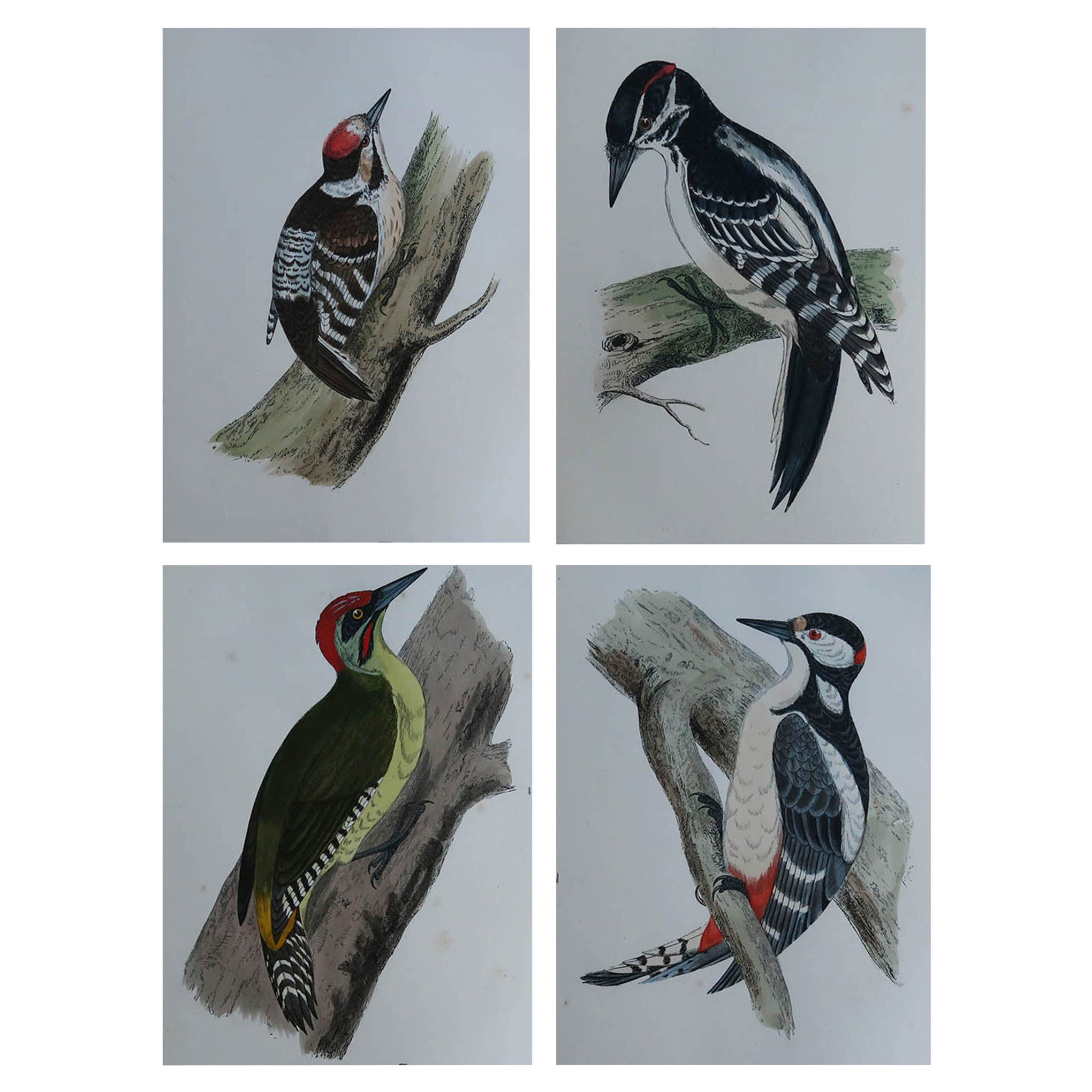 Set of 4 Original Antique Prints of Woodpecker's C.1880