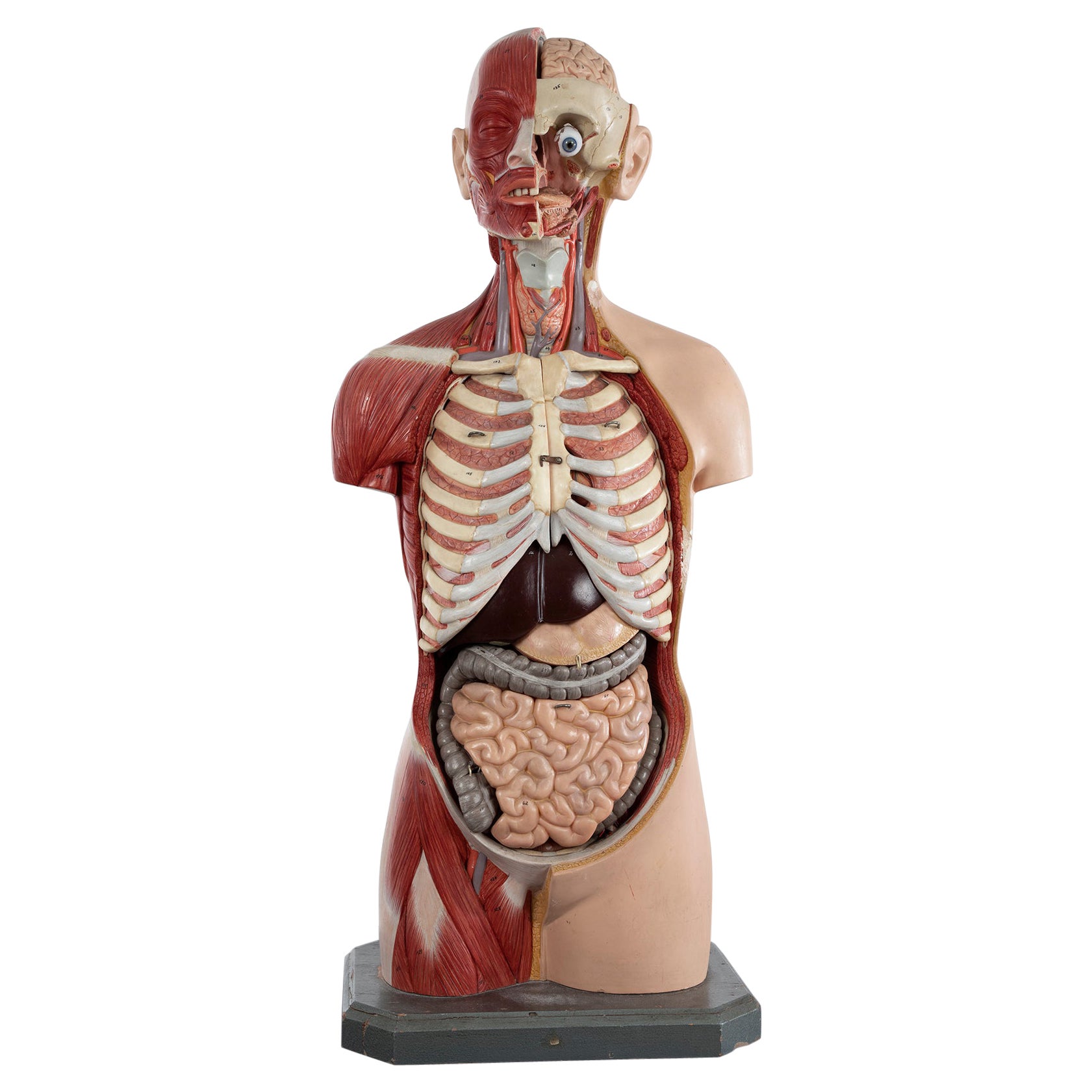 Male Anatomical Torso Somso AS24, 1960 For Sale