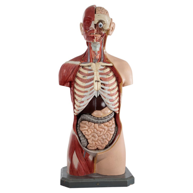 Male Anatomical Torso Somso AS24, 1960 For Sale at 1stDibs | right side  organs, organs on right side of body male, anatomical torso model