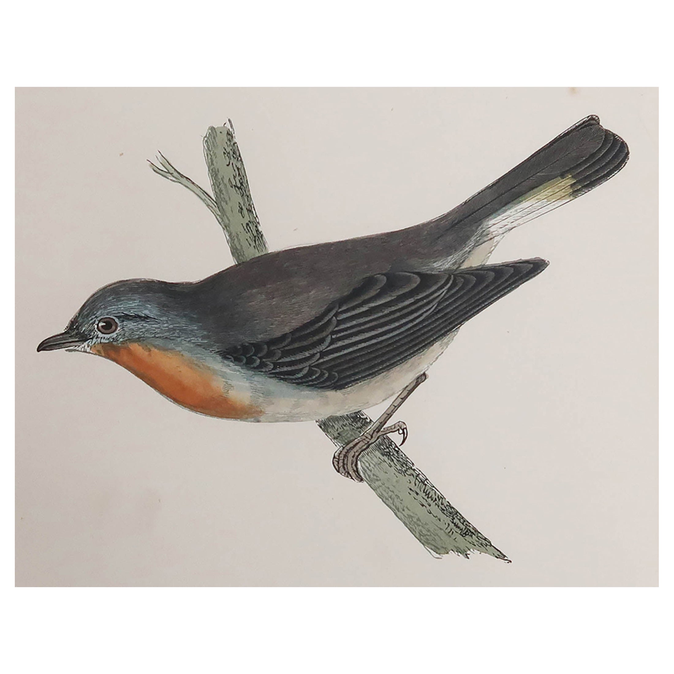 Gravure Originale Signée Arthur Nevin - Canard Merganser Poitrine Rouge, 87/150, Encadrée Années 1970