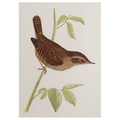 Original Antique Print of a Wren, C.1880, 'Unframed'