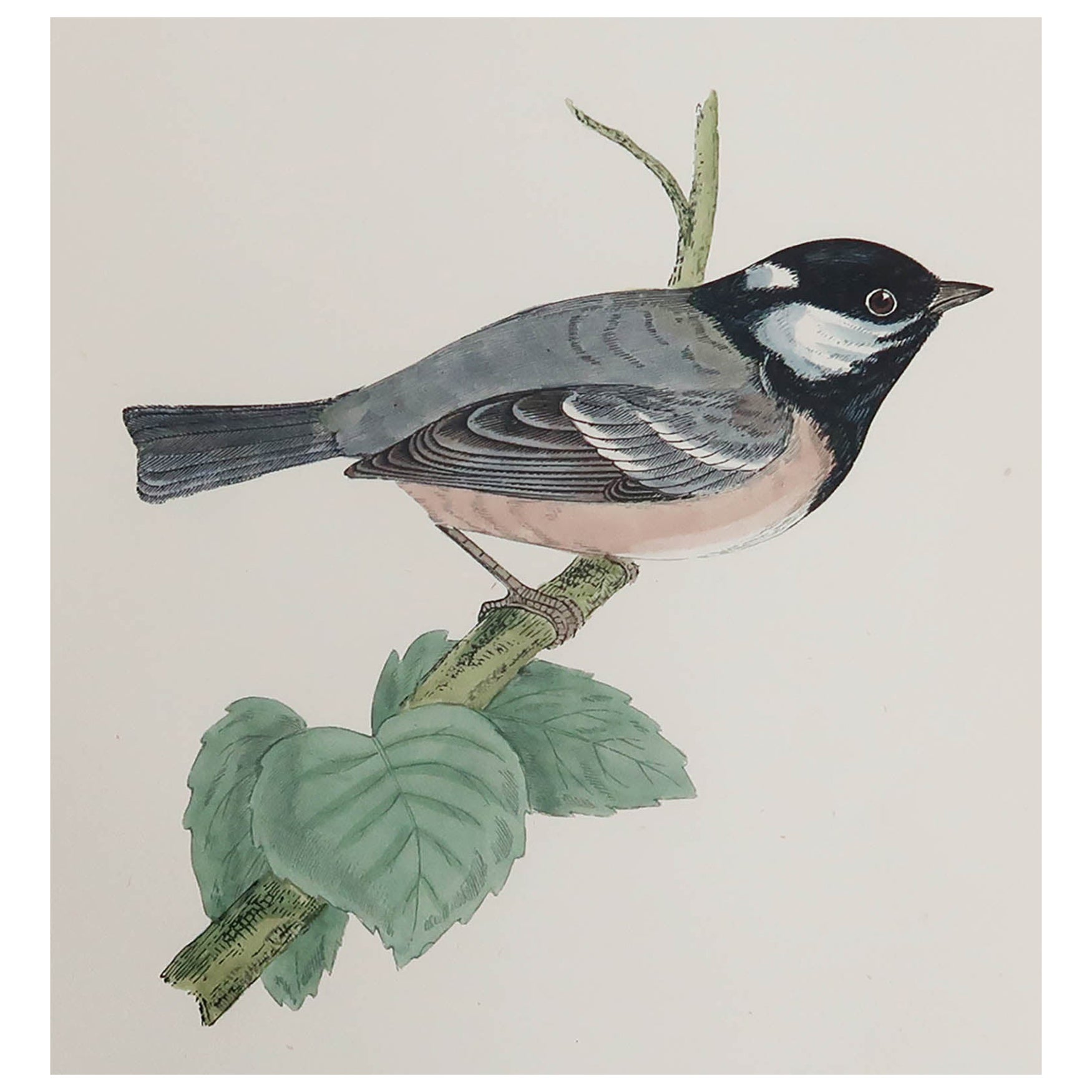 Original Antique Print of a Cole Titmouse, C.1880, 'Unframed' For Sale