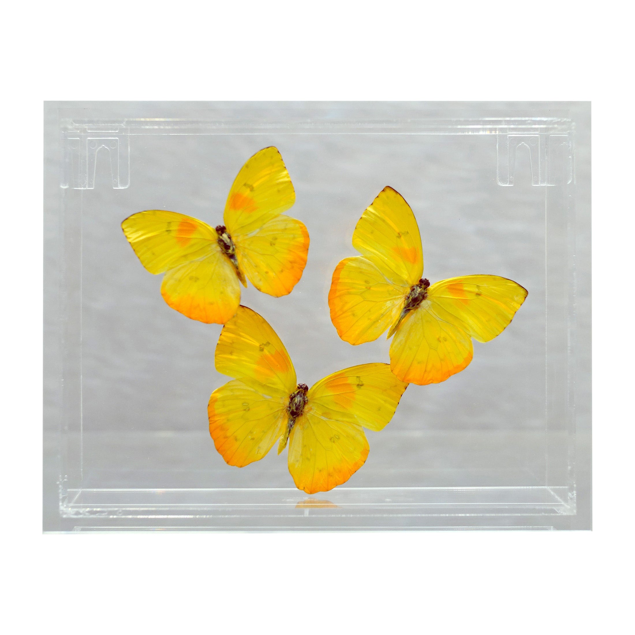 Genuine Butterflies in Lucite Display Box // Ver. 3 at 1stDibs