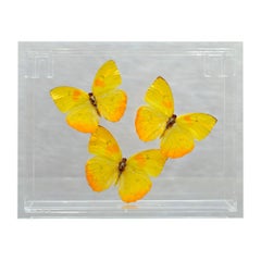 Genuine Butterflies in Lucite Display Box // Ver. 3