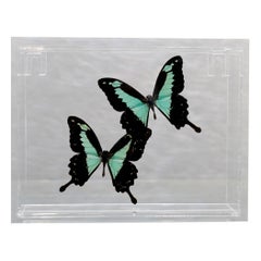 Affiche de papillons véritables dans une boîte en lucite // Ver. 4