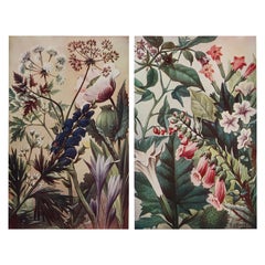 Pair of Original Vintage Prints of Medicinal Plants C.1900