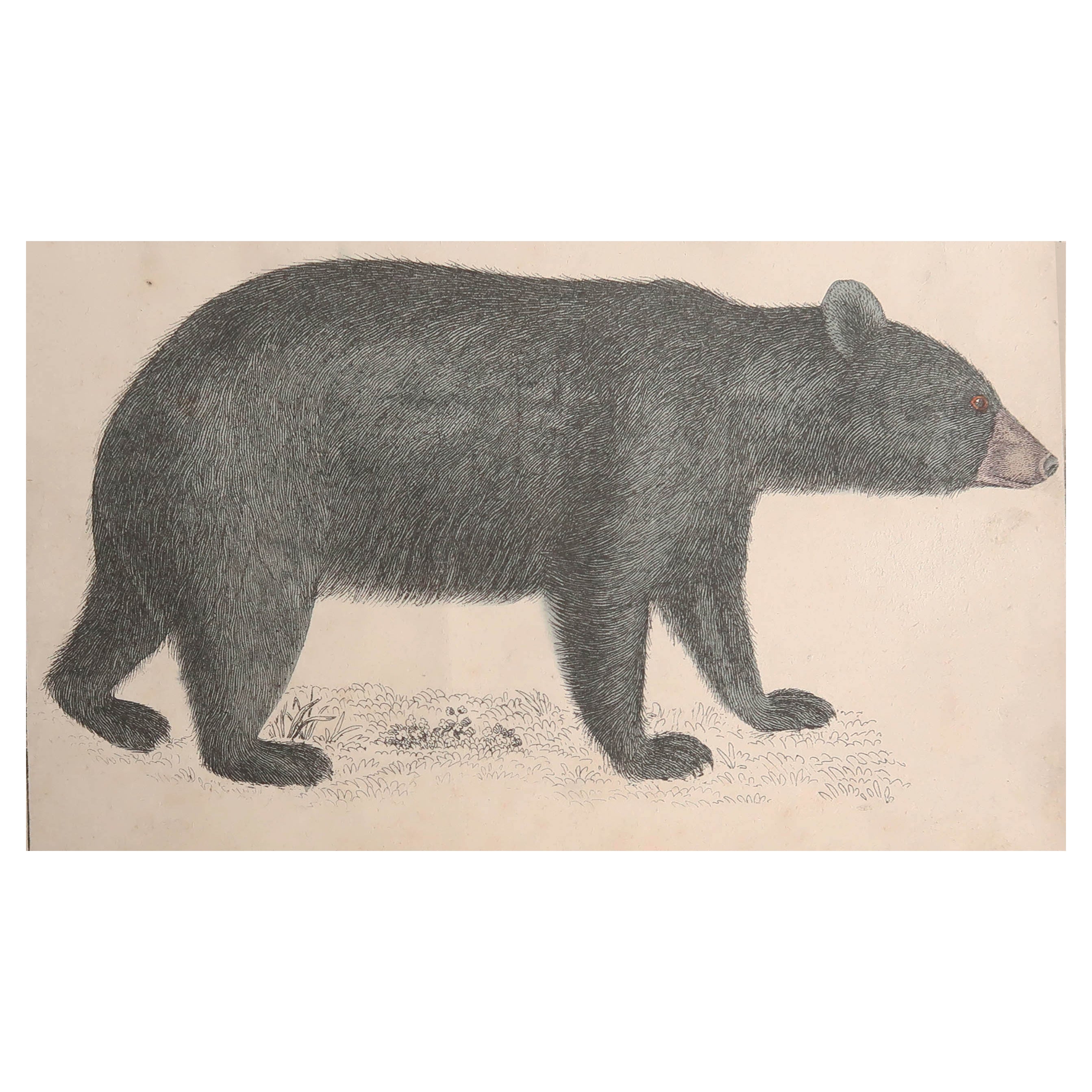 Original Antique Print of a Black Bear, 1847 'Unframed'