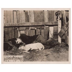 A Dog's Life 1918 U.S. Scene Card