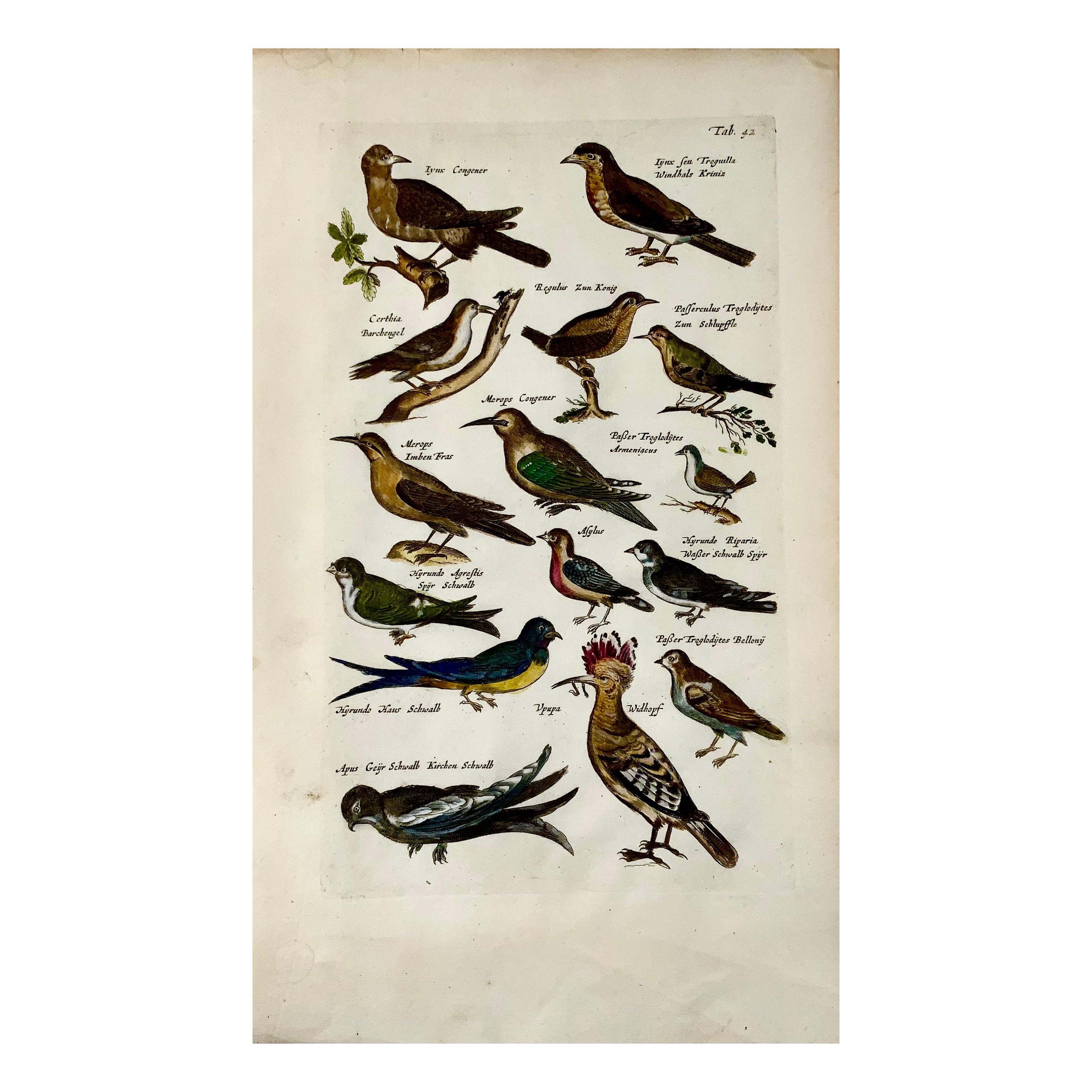 1657 Hoopoe, Bee-Eaters, Passerines, Matt. Merian, Folio Hand Coloured Engraving For Sale