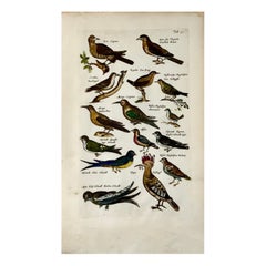 Antique 1657 Hoopoe, Bee-Eaters, Passerines, Matt. Merian, Folio Hand Coloured Engraving