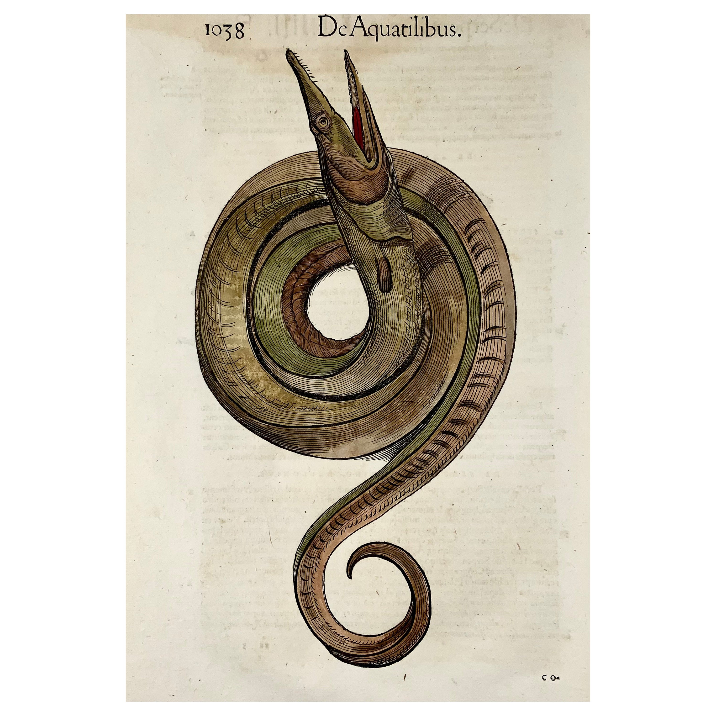1558 Sea Serpent, Conrad Gesner, Folio Woodcut, Hand Coloured, First State For Sale