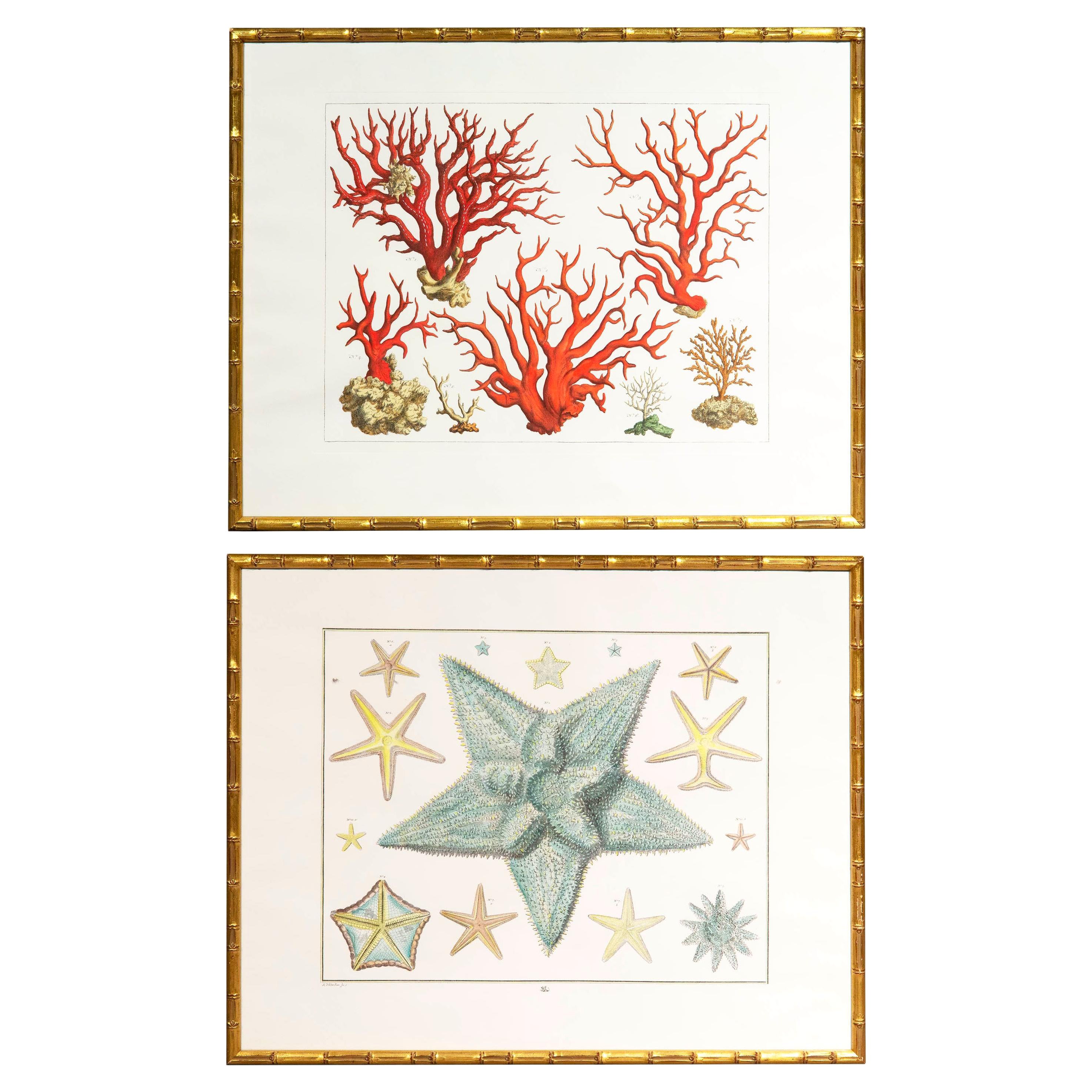 Paire de grandes estampes de corail et d'étoiles de mer d'après Albertus Seba en vente