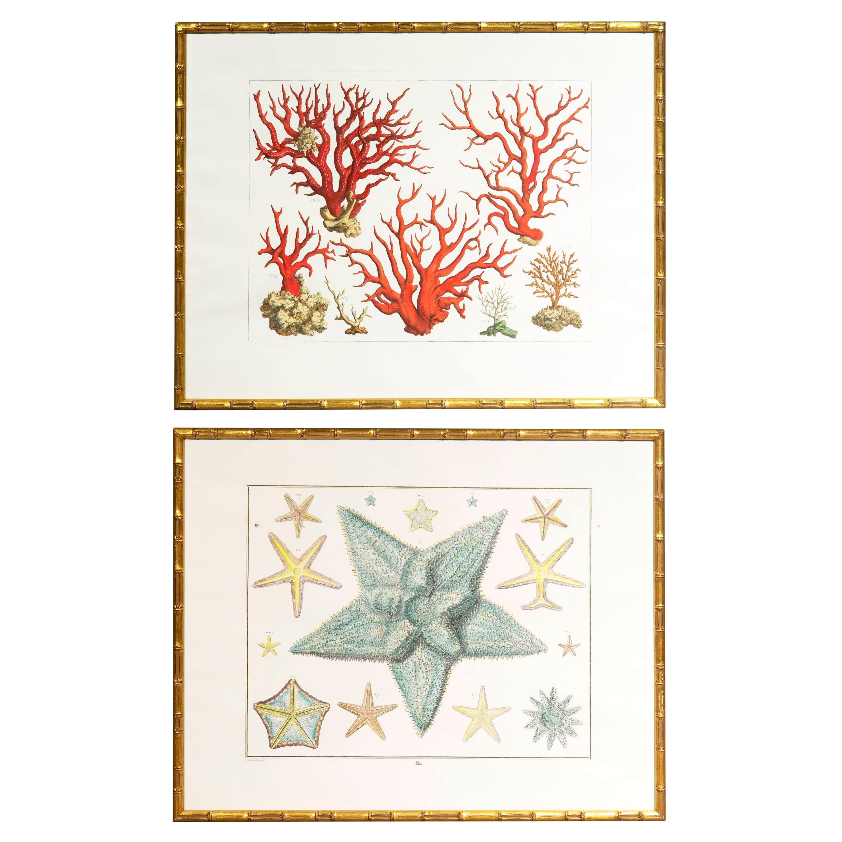 Pair of Large Prints of Corals and Starfish in Faux Bamboo Frame, Albertus Seba