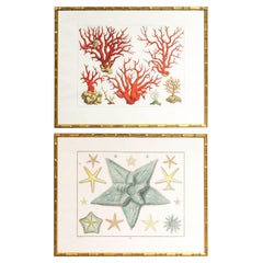 Pair of Large Prints of Corals and Starfish in Faux Bamboo Frame, Albertus Seba
