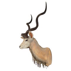 Taxidermy Greater Kudu Head, C.1990