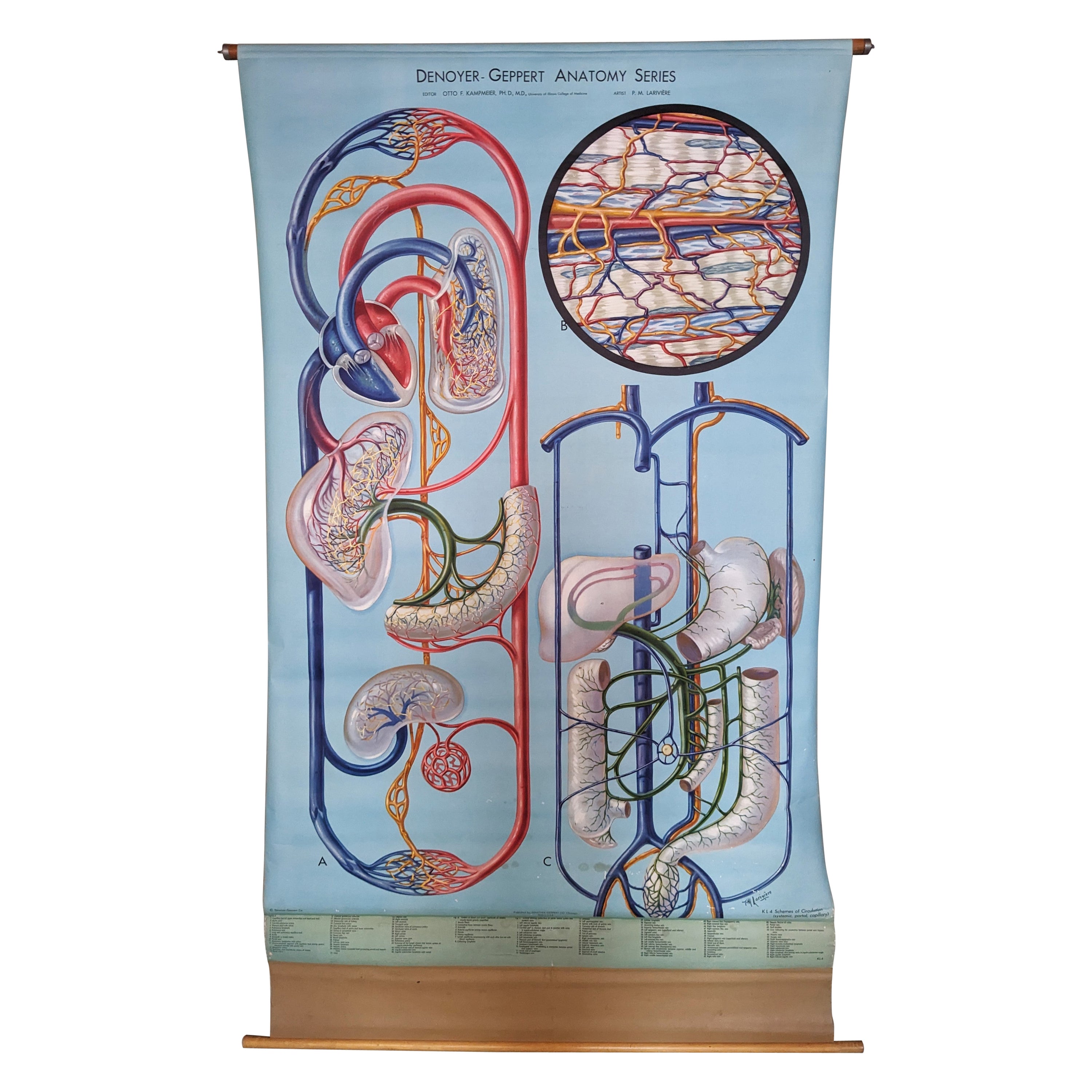 Vintage Anatomy Circulation Chart For Sale