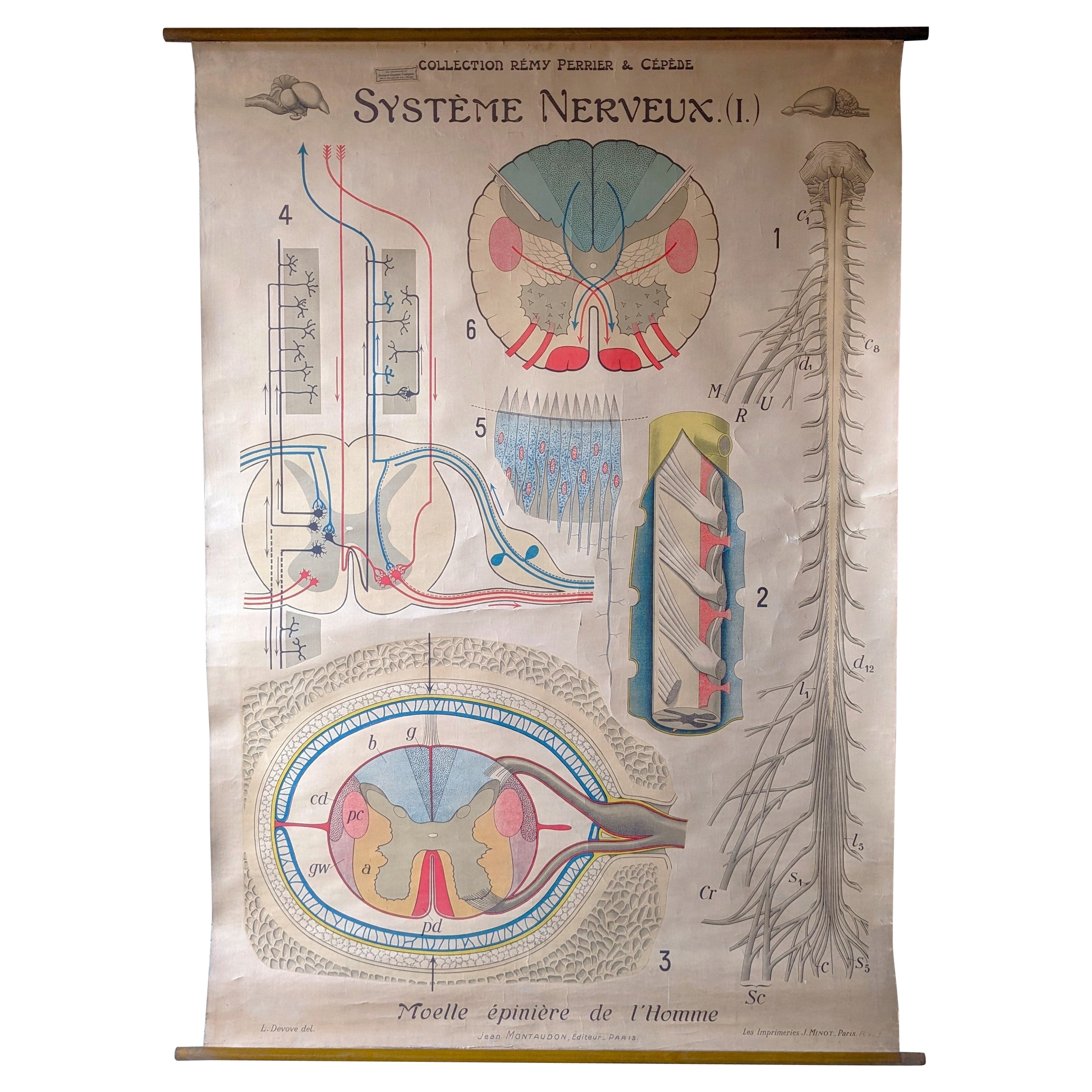 Antikes Anatomie-Wandtafel- Nervensystem