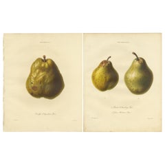Set of 2 Antique Prints of the Duchesse d'Angouleme Pear and Others