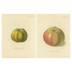 Set von 2 antiken Drucken des Gravenstein- Apfels und Alexander Apple