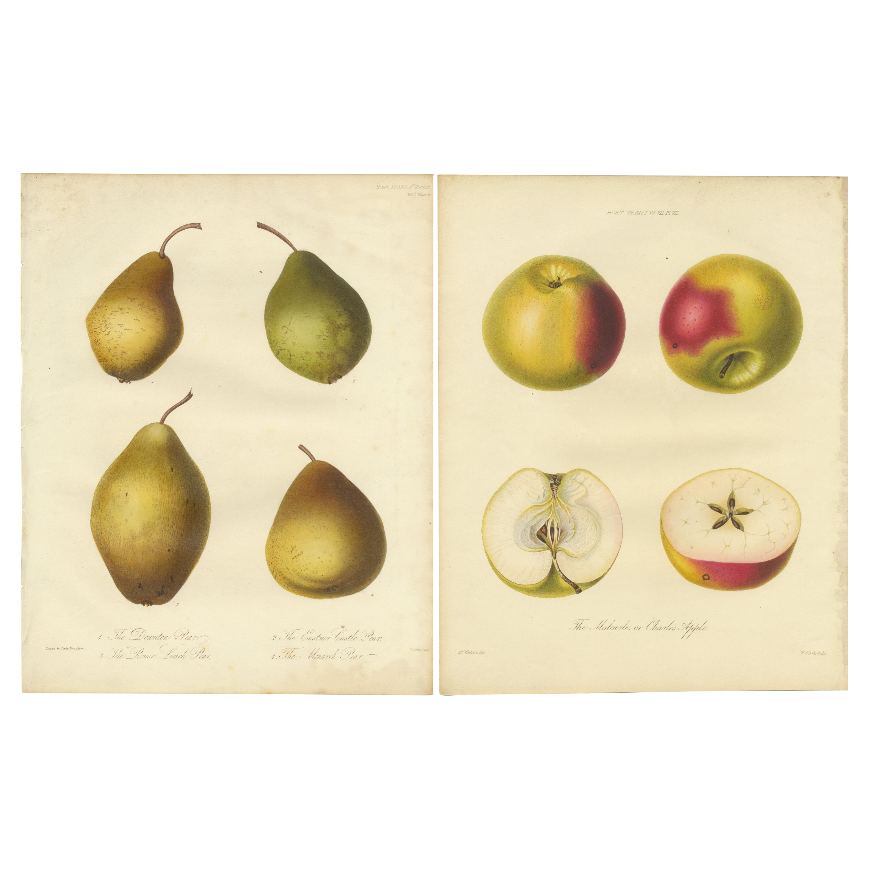 Ensemble de 2 gravures anciennes originales représentant diverses poires et pommes en vente