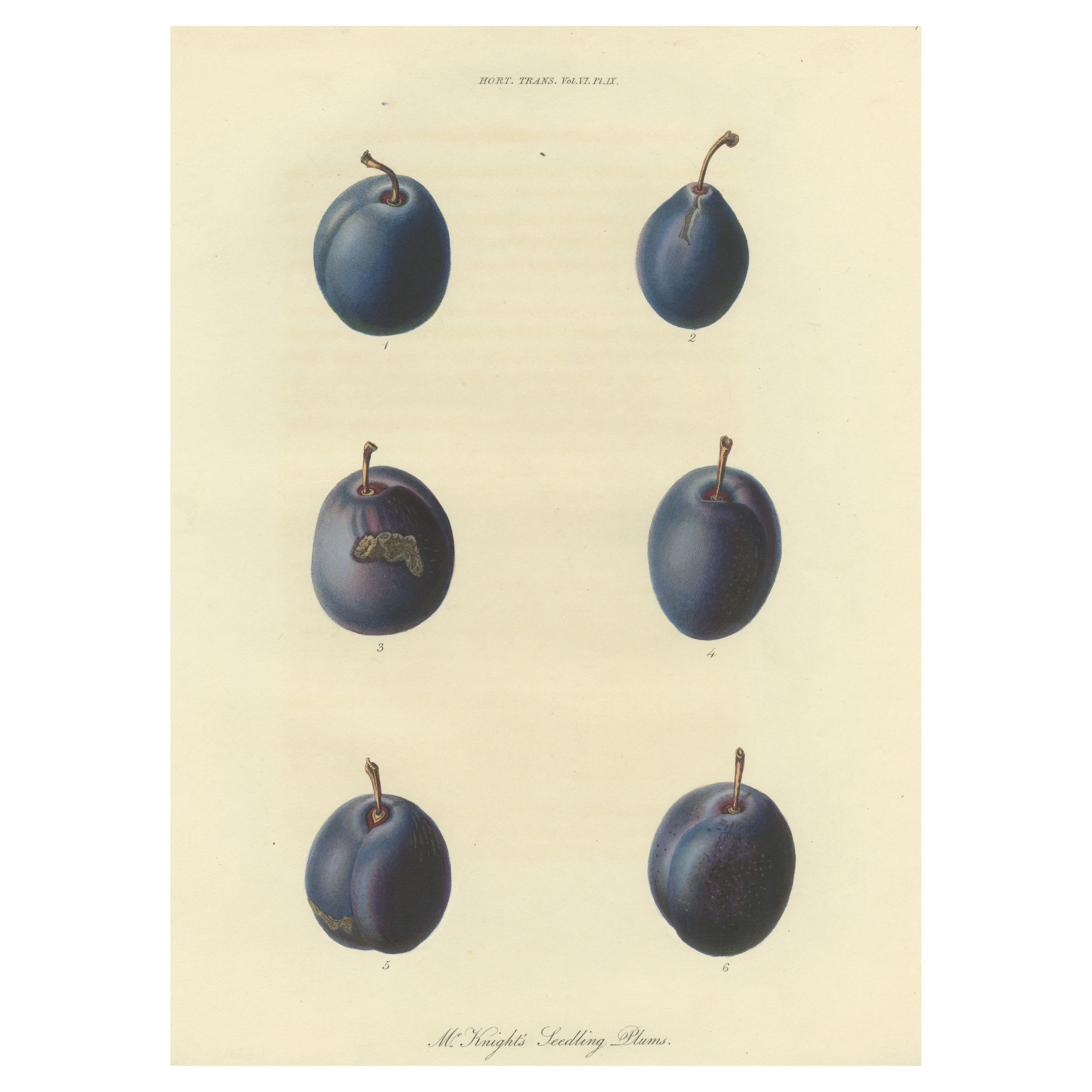 Antique Fruit Print of Mr. Knight's Seedling Plums For Sale