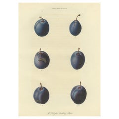Antique Fruit Print of Mr. Knight's Seedling Plums