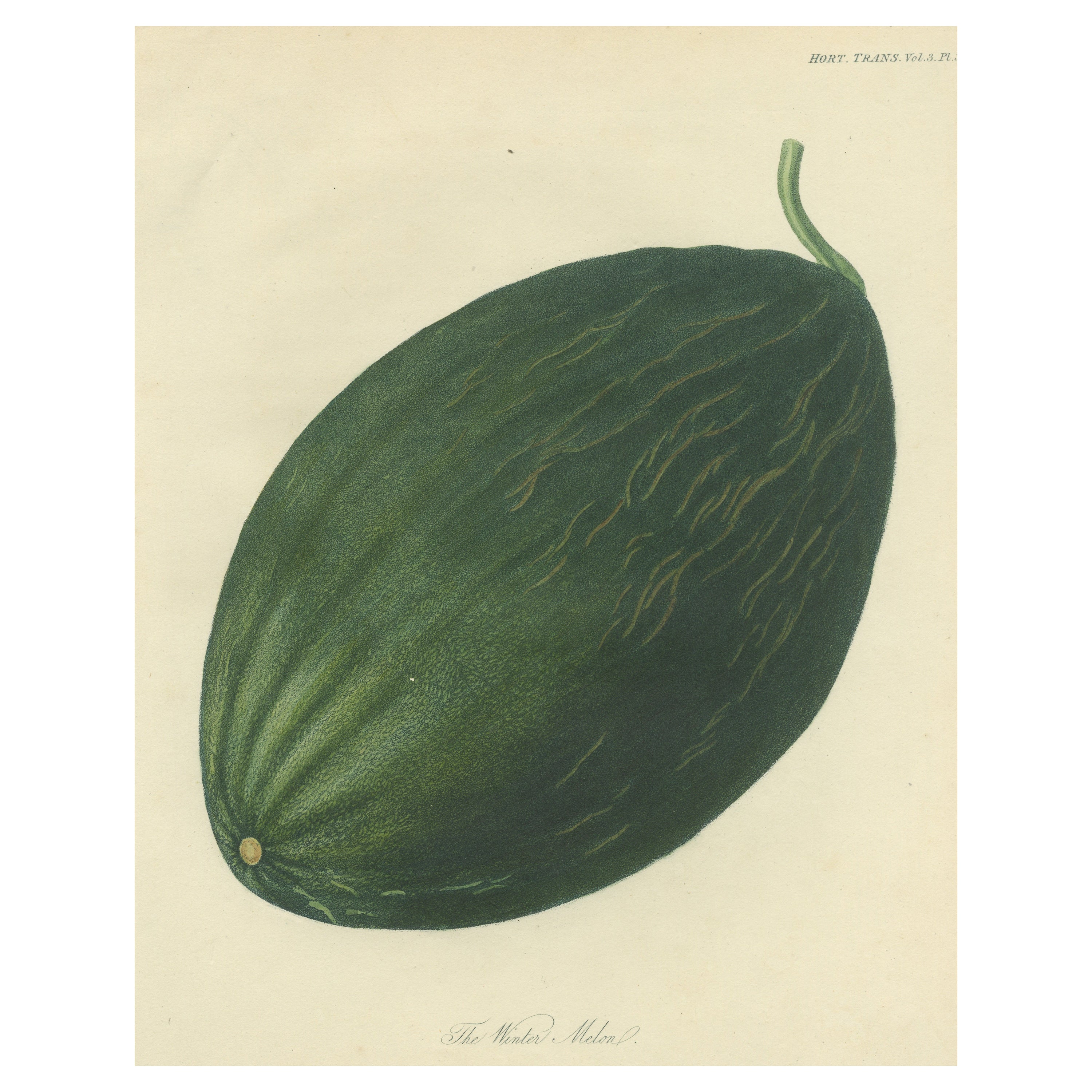 Antique Fruit Print of a Winter Melon or Ash Gourd