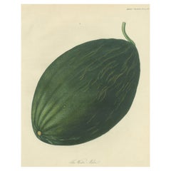 Stampa antica di frutta di un melone d'inverno o di una zucca di frassino