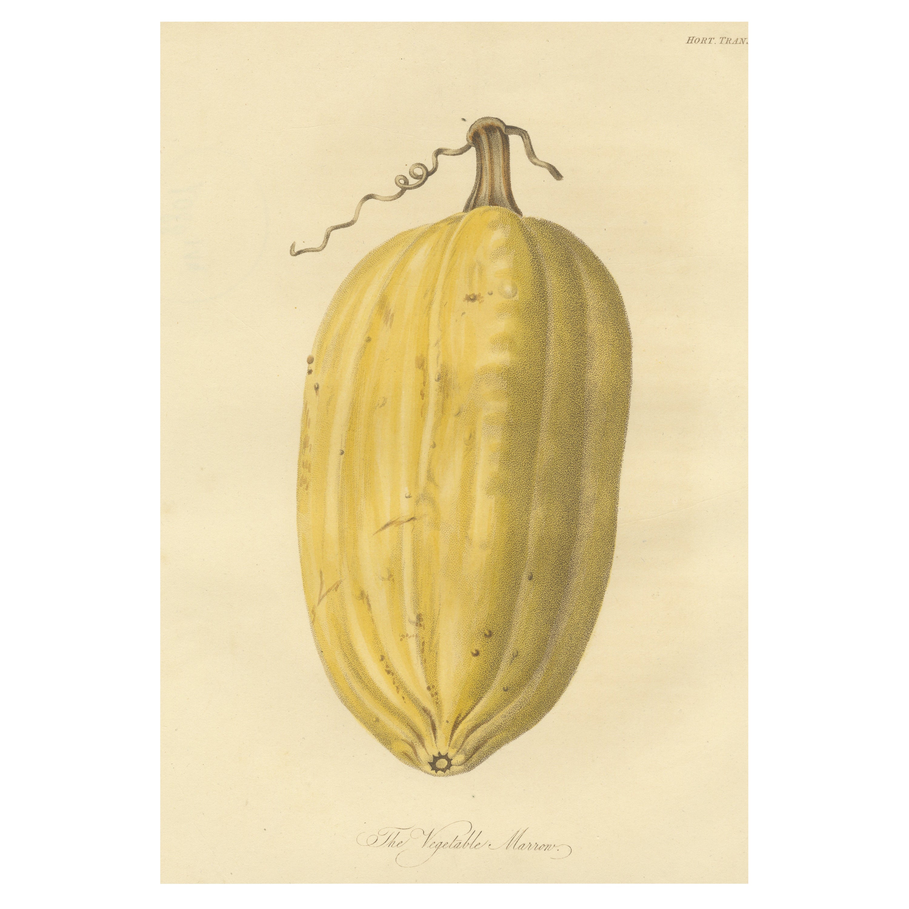 Antique Print of the Vegetable Marrow For Sale