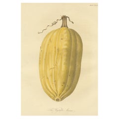 The Antique Print of the Vegetable Marrow