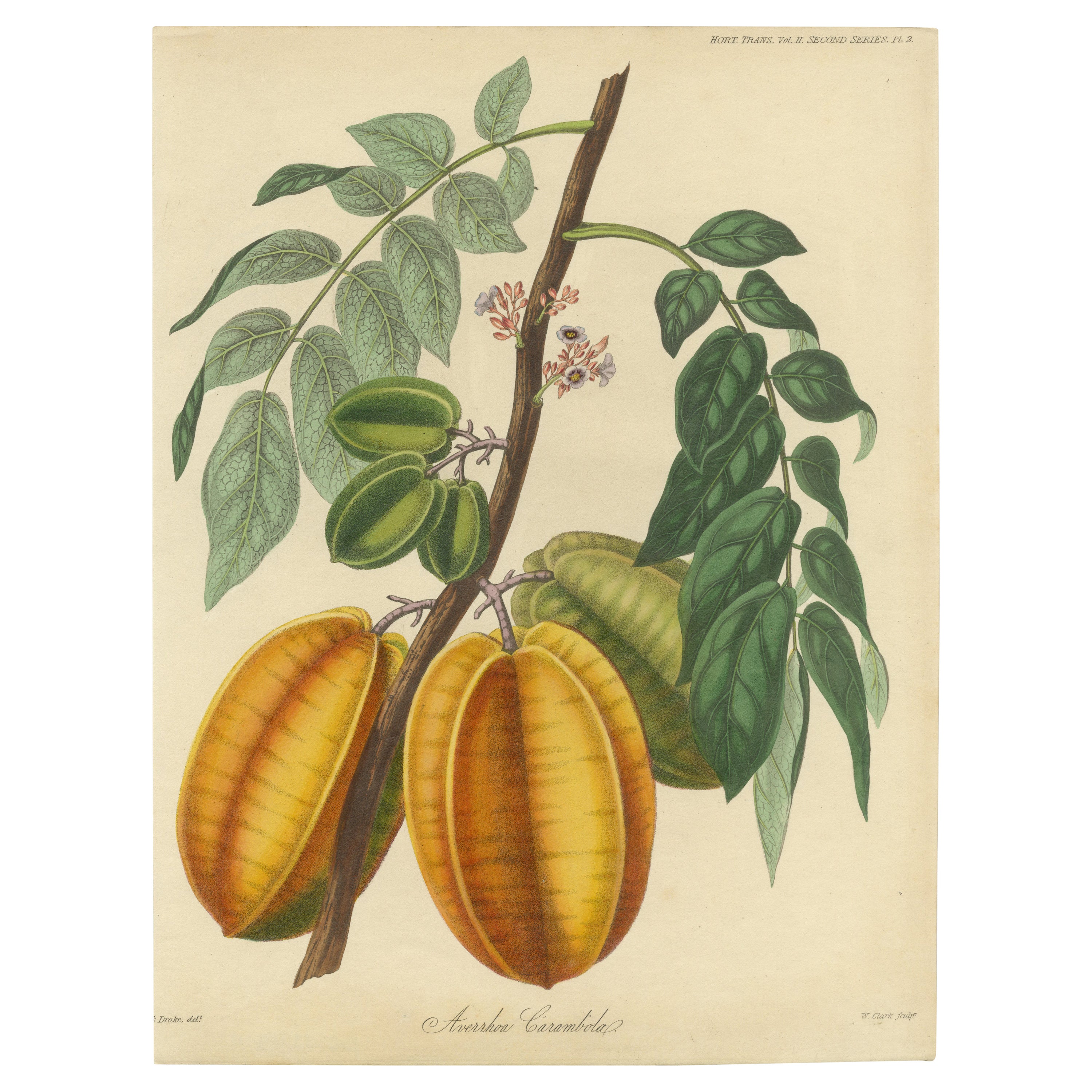 Original Antique Print of a Fruit named the Averrhoa Carambola For Sale