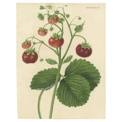 Antique Print of the Chili Strawberry