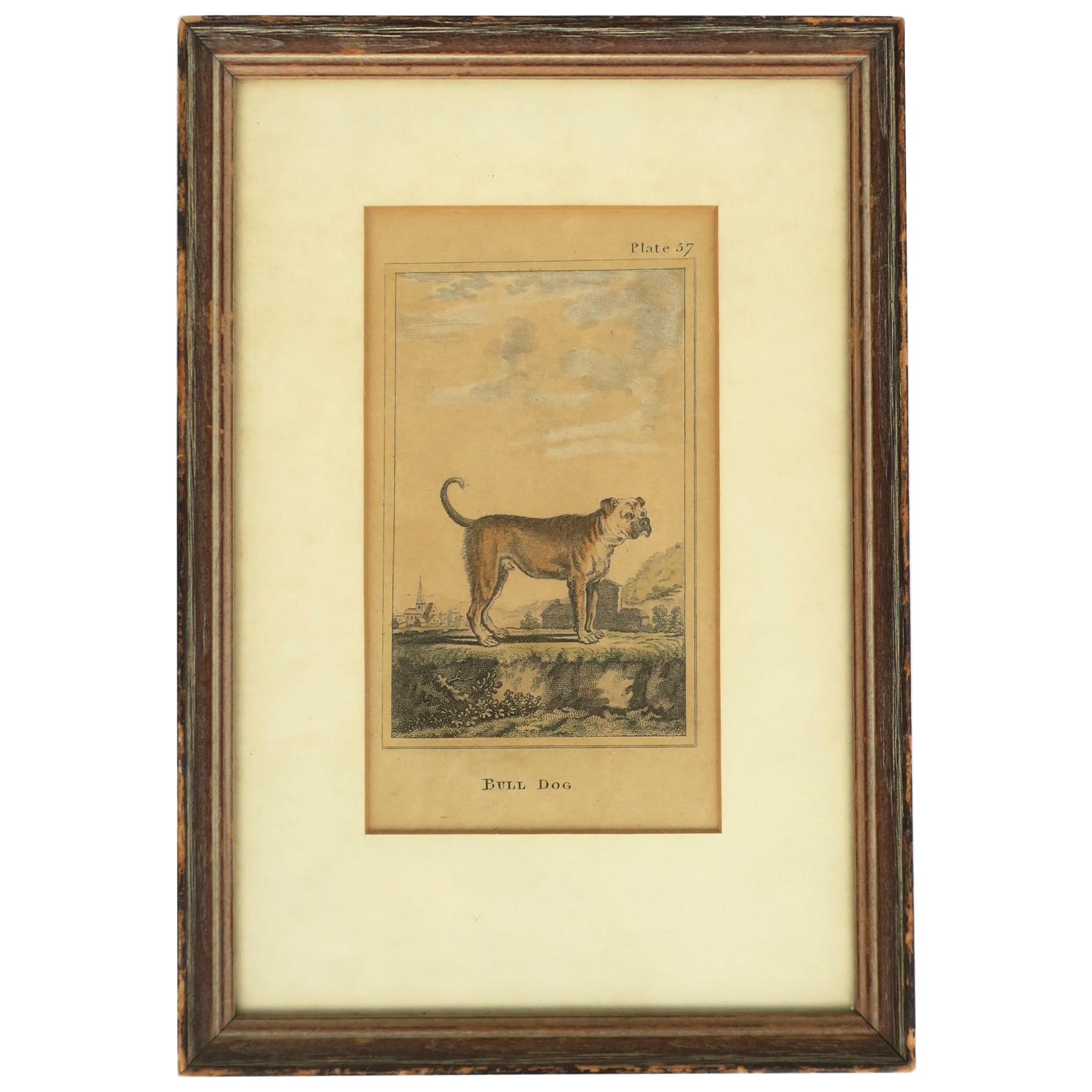 Framed Antique Bull Dog Artwork Print